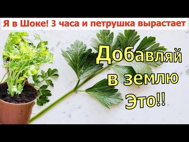 Я в Шоке! ПЕТРУШКА ПЕРВЫЕ ВСХОДЫ ЧЕРЕЗ 3 ЧАСА ПОСЛЕ ПОСАДКИ. Петрушка на подоконнике. Петрушка зимой