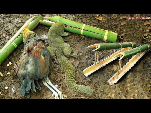 สาวดอย สร้างกับดักไก่ป่าและกระรอกสุดยอด Create Amazing chicken and squirrel traps in the forest