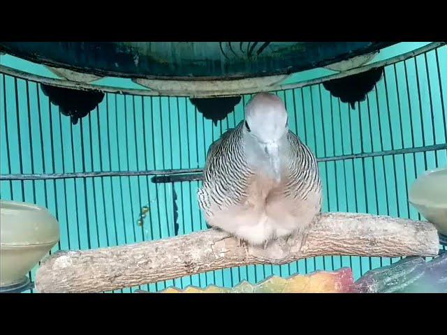 PERKUTUT BANGKOK PIYIK SUARA BESAR USIA 4 BULAN PRODUK SILWAK BIRD FARM