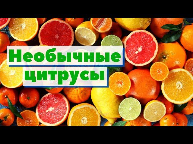 Необычные цитрусы: Бергамот/Померанец/Рука будды/Помело/Икорный лайм/Кумкват | Как это сделано