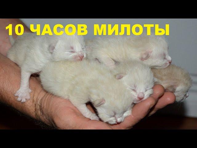 Звуки котят слушать онлайн бесплатно 10 часов