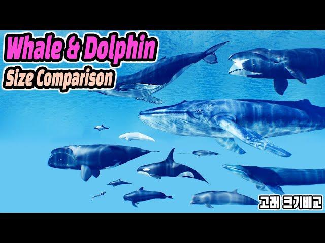Whale Size Comparison (고래 크기비교) (feat. Whale & Dolphin)