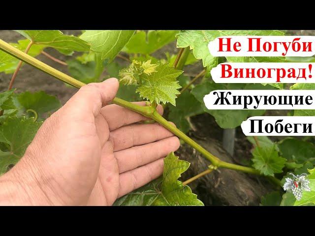 Как НЕ ПОГУБИТЬ Куст ВИНОГРАДА, Когда ОН ЖИРУЕТ / Что ДЕЛАТЬ с ЖИРУЮЩИМИ Побегами?