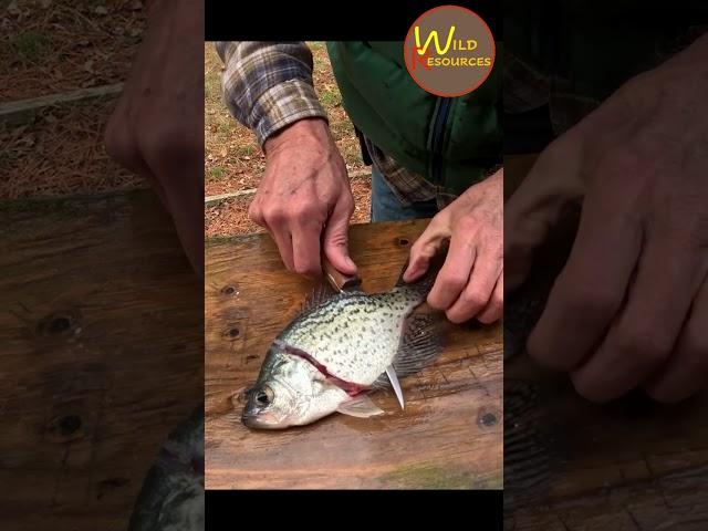 5 Steps to Filleting Crappie | Wild Resources #shorts