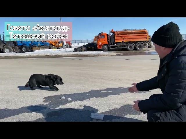 До слез: встреча собаки с хозяином после разлуки. @ГазетаАвангард-д1х