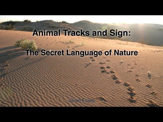 Intro to Animal Track Identification