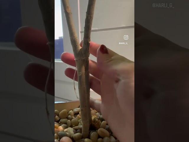 The stems fused 