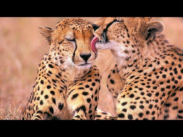 Тайная жизнь Гепардов / The Secret Life of Cheetahs | 4K |