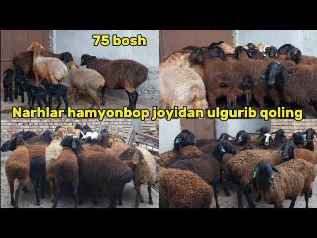 Xisori qõzi sovliqlar va buģoz qõylar +99897.205.05.11  arzon joyidan sõraganlarga kech qolmang