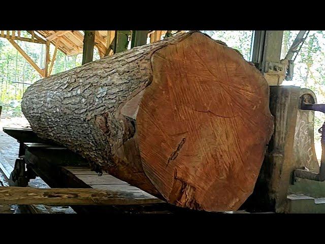 Amazing discovery of a jumbo mahogany tree trunk full of dense and fine fibers