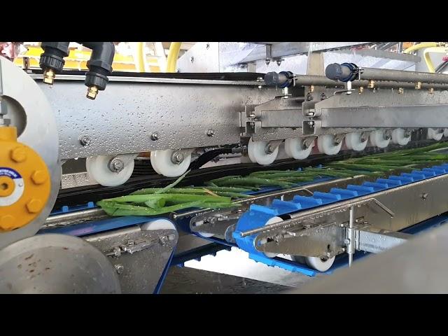 Spring Onion Processing Line 2023