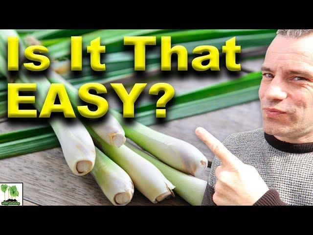 Grow Lemongrass At Home  - The Easy Way