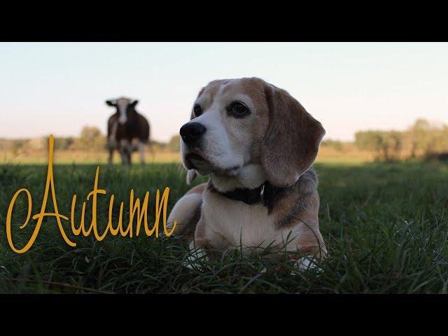 Autumn in the village | No Ordinary | Beagle fun and tricks