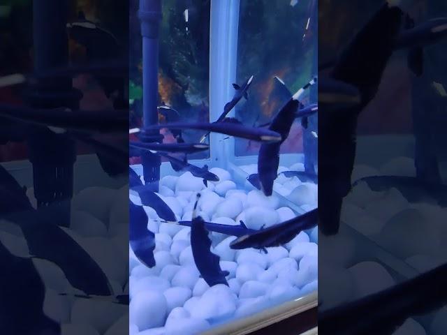 Black ghost,Knife fish