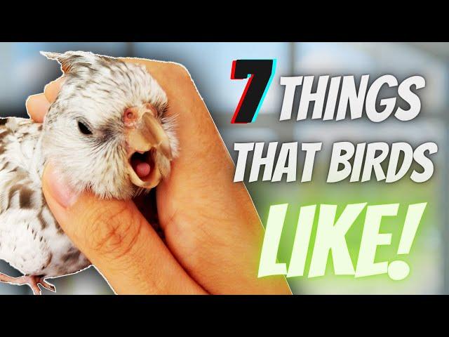 Find Out the 7 Surprising Things That Birds Love!