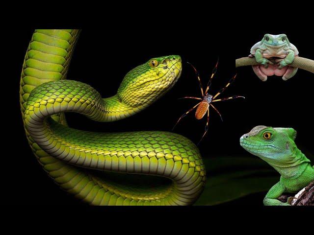 SNAKE, SPIDER, FROG, LIZARD - SOUNDS OF INSECTS. #snake #spider #frog #lizard