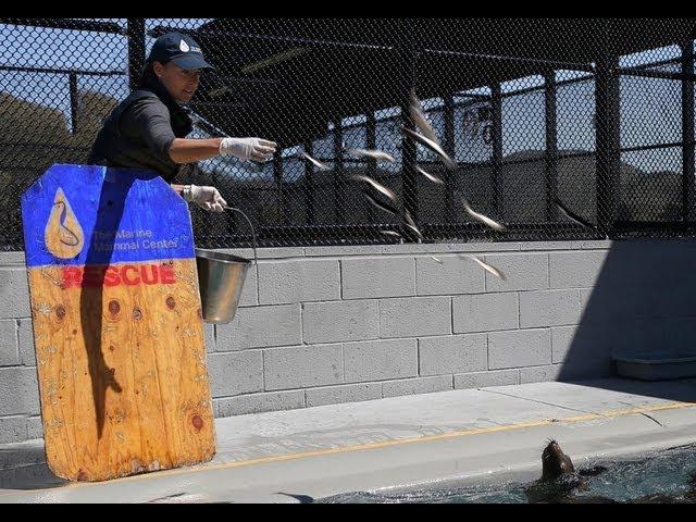 Visit The Marine Mammal Center and The Golden Gate National Parks!