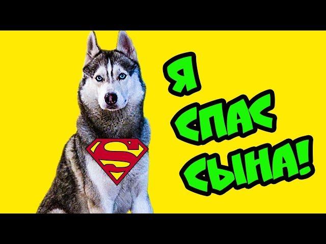 Я СПАС СВОЕГО СЫНА БУБЛИКА! (Хаски Бандит) Говорящая собака