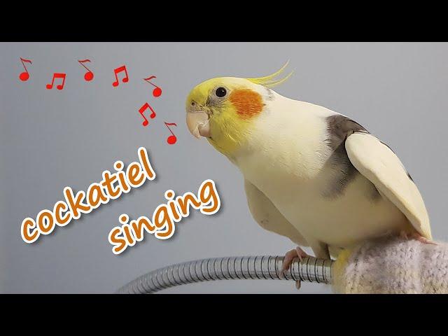 cockatiel singing kill bill and talking | Pied Cockatiel Singing Sounds | Cockatiel Whistling