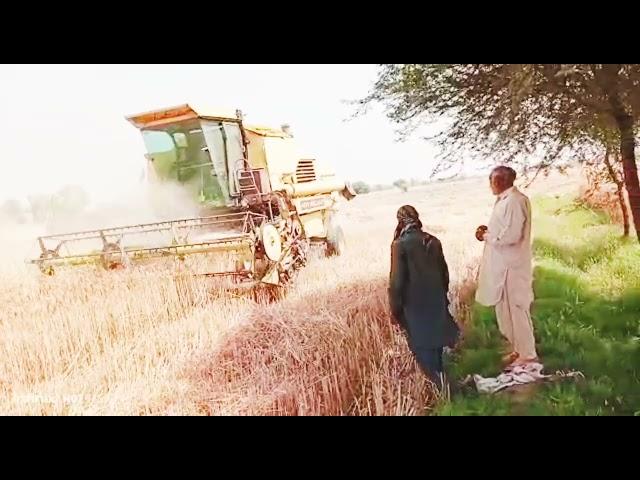 Harvester Working On Irfan Kalari Agriculture Farm DGKhan offical video