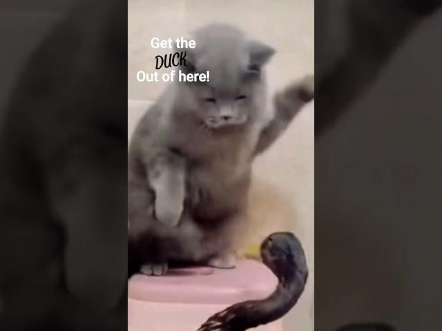 the Duck should have ducked #animal #duet #cats  #fyp #fight #funny #animalviralvideo #ducks #cute