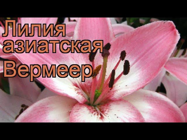 Лилия азиатская Вермер (lilium)  азиатская лилия Вермер обзор: как сажать, луковицы лилии Вермер