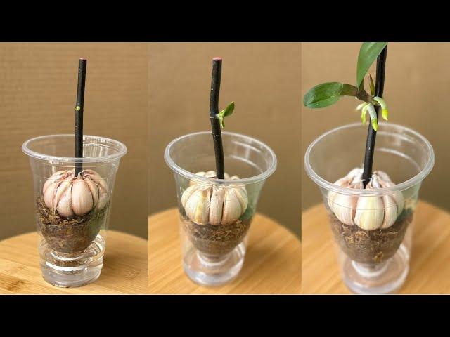 Growing Orchid Branches In Water With Garlic, Strangely It Buds And Blooms Forever