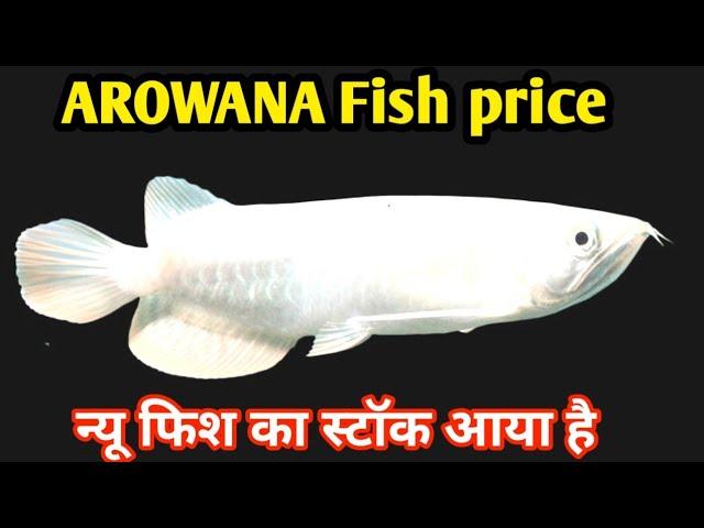 arowana fish price in india | New Aquarium fish Stock with Name's price 2024 | Aquarium fish market,