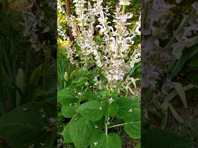 Ксилокопа звичайна або Бджола-тесляр звичайна (Xylocopa valga)