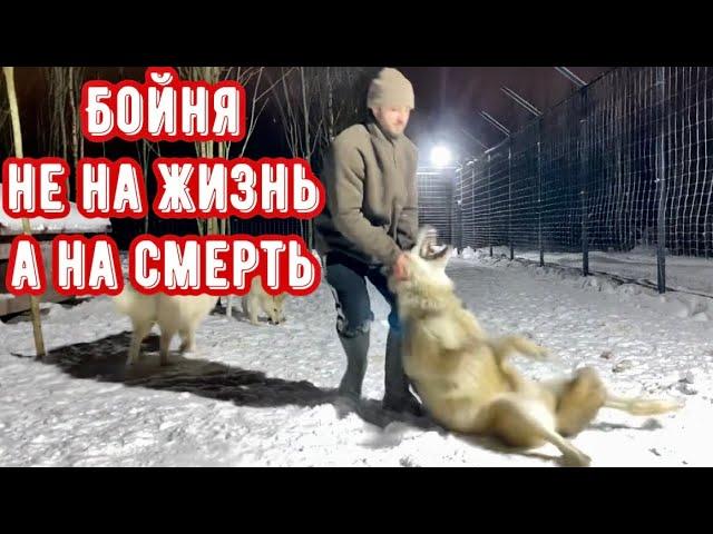 Один на один с ВОЛКОМ, от первого лица. С каждым разом все тяжелее и опасней.