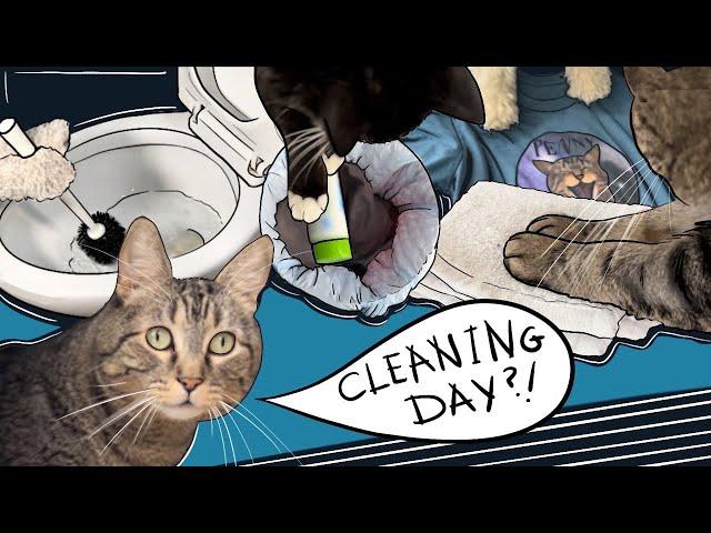 Distractions EVERYWHERE! Penny the cat cleans the house with the family!