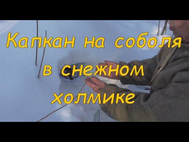 Капкан на соболя в снежном холмике