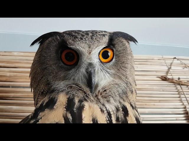 Yoll the eagle owl's moulting. Feather loss and grabby claws