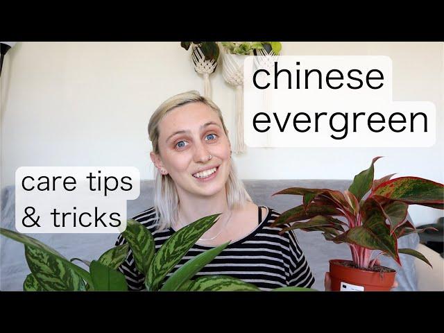 CHINESE EVERGREEN CARE | Aglaonema Care Tips & Tricks