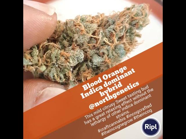 Blood Orange Indica dominant hybrid @northgenetics