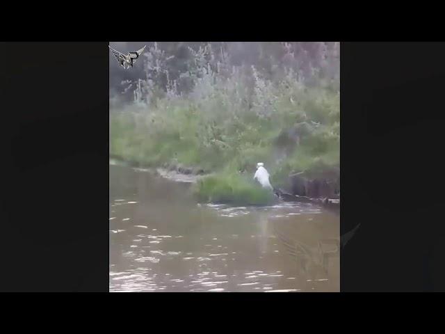 Питбуль VS волк   встреча питбуля и волка в дикой природе