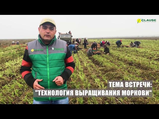 Технология выращивания моркови в прямом эфире.