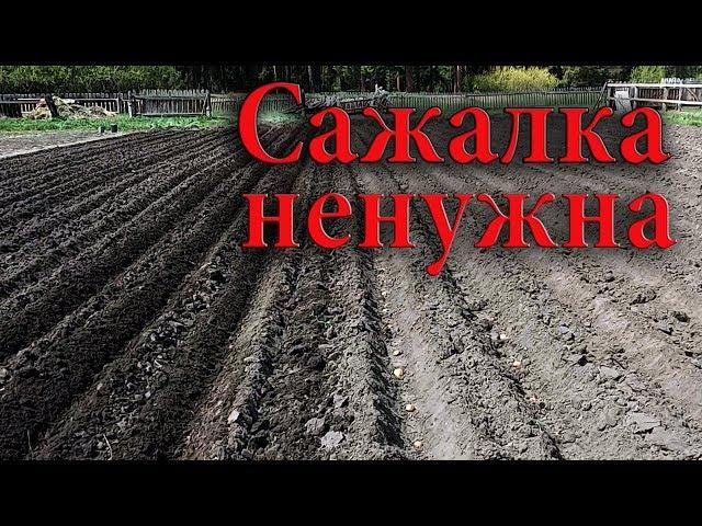 Как посадить картошку под окучник. Нарезаю, закрываю окучником.