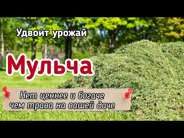 ВСЁ О МУЛЬЧИРОВАНИИ СКОШЕННОЙ ТРАВОЙ - шесть преимуществ мульчи из скошенной травы.