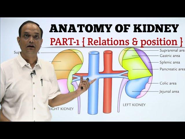 ANATOMY OF KIDNEY : RELATION