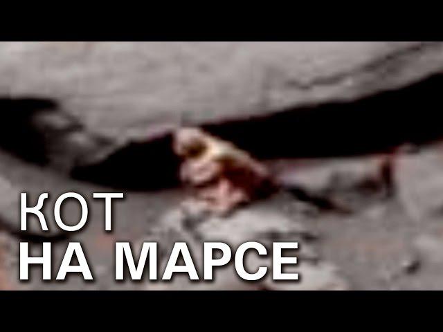 Кот на Марсе