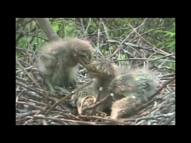 Night Heron Swallows Sibling Alive!