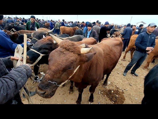 КАШКАДАРЁДА КАРШИ МОЛ БОЗОРИ НАРХЛАРИ QARSHI MOL BOZORI NARXLARI