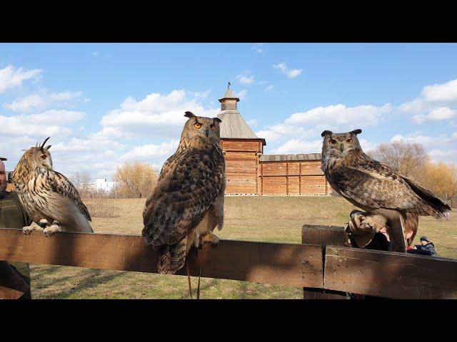 Going for a walk with owls. Three eagle-owls on a fence.