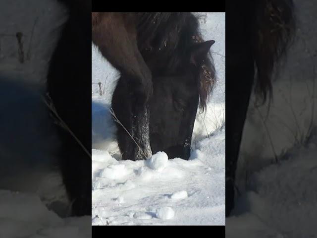 #ShortsТебенёвка зимняя пастьба самостоятельная добыча лошадьми корма из-под снега  #petrovih51