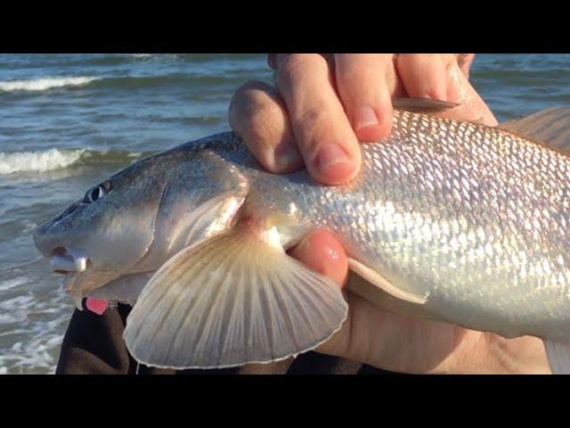 BEST WAY to CATCH ANY FISH in SALTWATER!