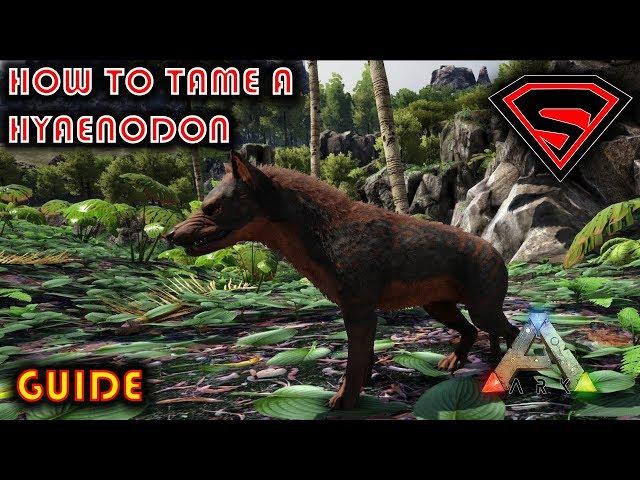 ARK HOW TO TAME A HYAENODON 2020 - EVERYTHING YOU NEED TO KNOW ABOUT TAMING A HYAENODON