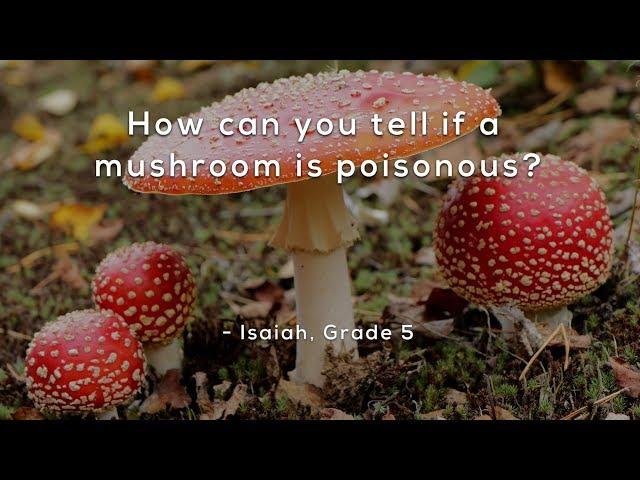 How can you tell if a mushroom is poisonous?