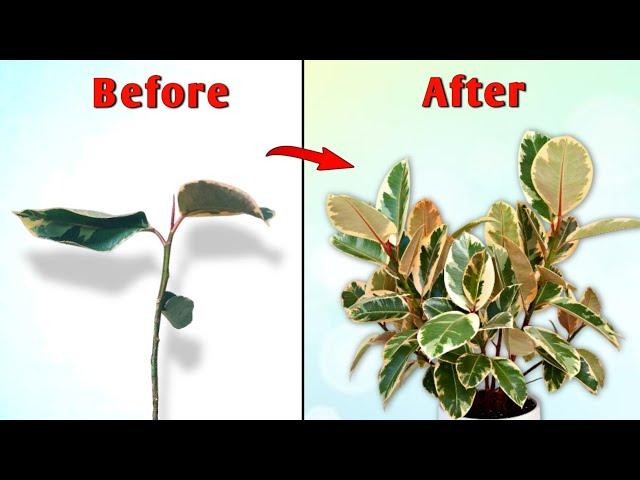 Bring Your Houseplant Back to Life - Indoor Plant Care & Tips// House Plant Care