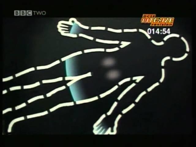 GCSE BBC Bitesize Higher Science - Homeostasis in Humans